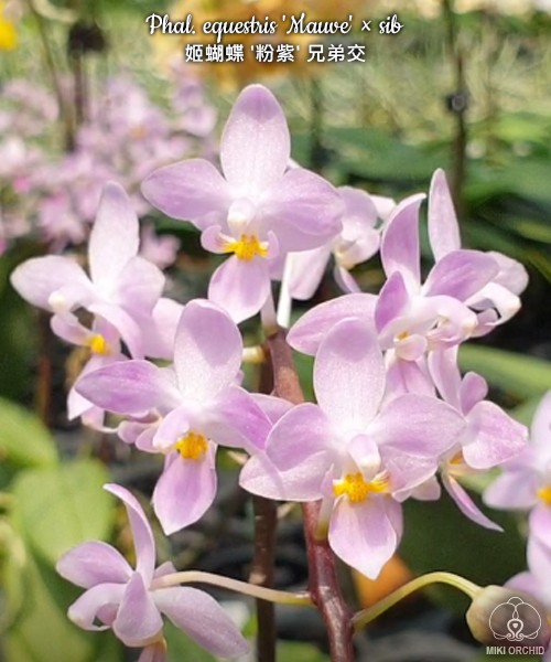 Phal. equestris 'Mauve' × sib 2.5''