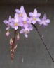 Phal. equestris 'Mauve' × sib 2.5''
