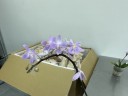 Phal. equestris 'Mauve' × sib 2.5''