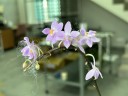 Phal. equestris 'Mauve' × sib 2.5''