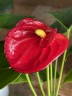 Anthurium andreanum 'Red Champion' (Ø 7 см)