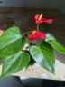 Anthurium andreanum 'Red Champion' (Ø 7 см)