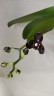 Phal. Miki Little Fox (peloric - 2 eyes) 2.5''