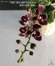 Phal. Miki Little Fox (peloric - 2 eyes) 2.5''