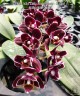 Phal. Miki Little Fox (peloric - 2 eyes) 2.5''