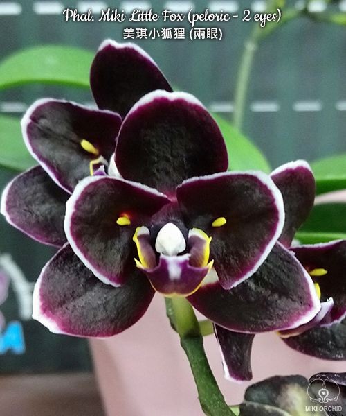 Phal. Miki Little Fox (peloric - 2 eyes) 2.5''