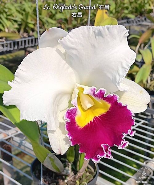 Lc. Orglade's Grand 2.5"