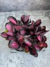 Calathea Roseopicta Crimson (Ø 6 см)