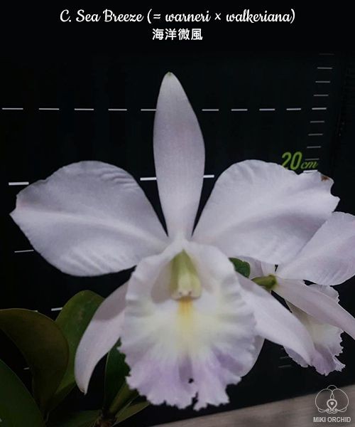C. Sea Breeze (= warneri × walkeriana) 2.5''