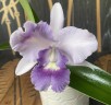 Ctt. Final Blue 'Royal Purple' BM/JOGA 2.5''