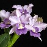 Ctt. Final Blue 'Royal Purple' BM/JOGA 2.5''