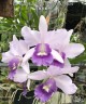 Ctt. Final Blue 'Royal Purple' BM/JOGA 2.5''