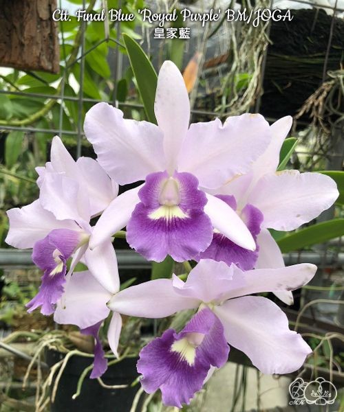 Ctt. Final Blue 'Royal Purple' BM/JOGA 2.5''