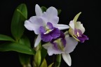 Ctt. Final Blue 'Royal Purple' BM/JOGA 2.5''