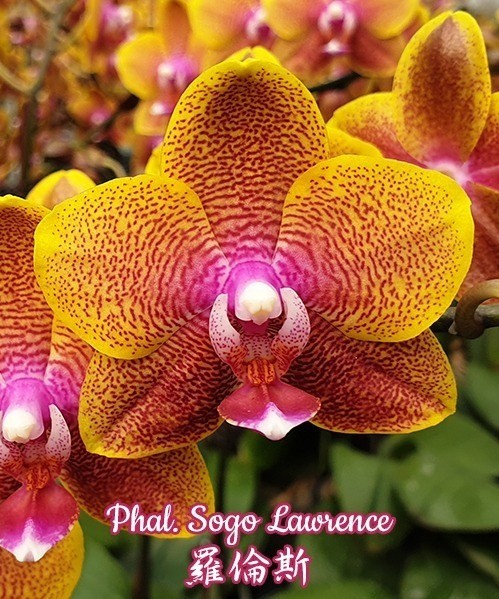 Phal. Sogo Lawrence 2.5'' УЦЕНКА (повреждение  листика)