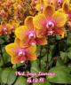 Phal. Sogo Lawrence 2.5'' УЦЕНКА (повреждение  листика)