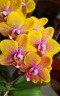 Phal. Sogo Lawrence 2.5'' УЦЕНКА (повреждение  листика)