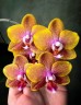 Phal. Sogo Lawrence 2.5'' УЦЕНКА (повреждение  листика)