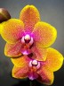 Phal. Sogo Lawrence 2.5'' УЦЕНКА (повреждение  листика)