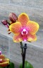 Phal. Sogo Lawrence 2.5'' УЦЕНКА (повреждение  листика)