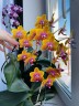 Phal. Sogo Lawrence 2.5'' УЦЕНКА (повреждение  листика)