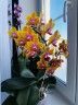 Phal. Sogo Lawrence 2.5'' УЦЕНКА (повреждение  листика)