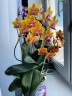 Phal. Sogo Lawrence 2.5'' УЦЕНКА (повреждение  листика)