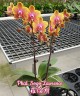 Phal. Sogo Lawrence 2.5'' УЦЕНКА (повреждение  листика)