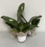 Phal. Sogo Lawrence 2.5'' УЦЕНКА (повреждение  листика)