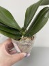 Phal. Sogo Lawrence 2.5'' УЦЕНКА (повреждение  листика)