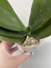 Phal. Sogo Lawrence 2.5'' УЦЕНКА (повреждение  листика)