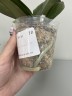 Phal. Sogo Lawrence 2.5'' УЦЕНКА (повреждение  листика)