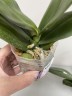Phal. Sogo Lawrence 2.5'' УЦЕНКА (повреждение  листика)