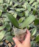 Phal. Sogo Lawrence 2.5'' УЦЕНКА (повреждение  листика)