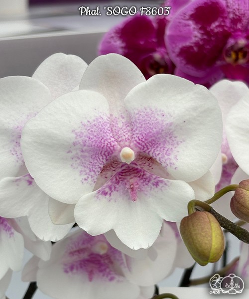 Phal. 'SOGO F8603' 2.5''