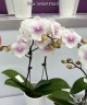 Phal. 'SOGO F8603' 2.5''