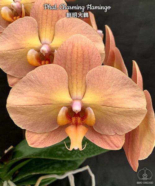 Phal. Charming Flamingo 2.5'' УЦЕНКА (нет нижн. лист.)