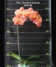 Phal. Charming Flamingo 2.5'' УЦЕНКА (нет нижн. лист.)
