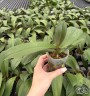 Phal. Charming Flamingo 2.5'' УЦЕНКА (нет нижн. лист.)