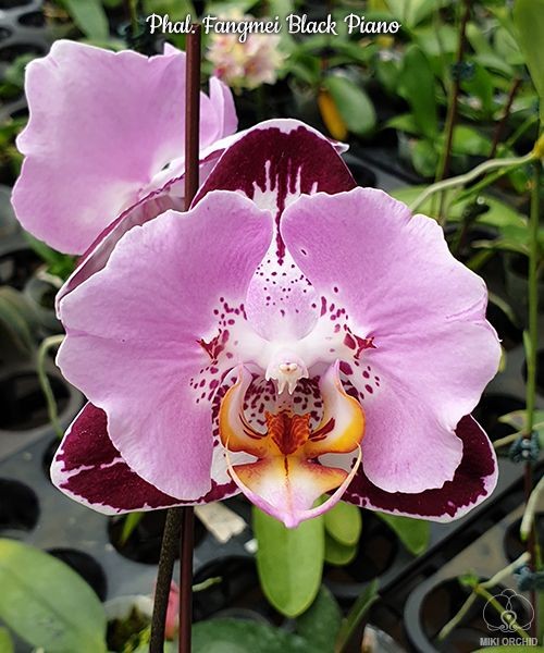 Phal. Fangmei Black Piano 2.5'' УЦЕНКА (мех. повр. лист.)
