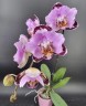 Phal. Fangmei Black Piano 2.5'' УЦЕНКА (мех. повр. лист.)