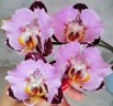 Phal. Fangmei Black Piano 2.5'' УЦЕНКА (мех. повр. лист.)