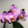 Phal. Fangmei Black Piano 2.5'' УЦЕНКА (мех. повр. лист.)