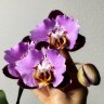 Phal. Fangmei Black Piano 2.5'' УЦЕНКА (мех. повр. лист.)