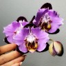 Phal. Fangmei Black Piano 2.5'' УЦЕНКА (мех. повр. лист.)