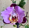 Phal. Fangmei Black Piano 2.5'' УЦЕНКА (мех. повр. лист.)