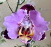 Phal. Fangmei Black Piano 2.5'' УЦЕНКА (мех. повр. лист.)