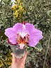 Phal. Fangmei Black Piano 2.5'' УЦЕНКА (мех. повр. лист.)