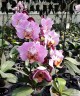 Phal. Fangmei Black Piano 2.5'' УЦЕНКА (мех. повр. лист.)