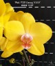 Phal. PZO Canary '#26#' 2.5''